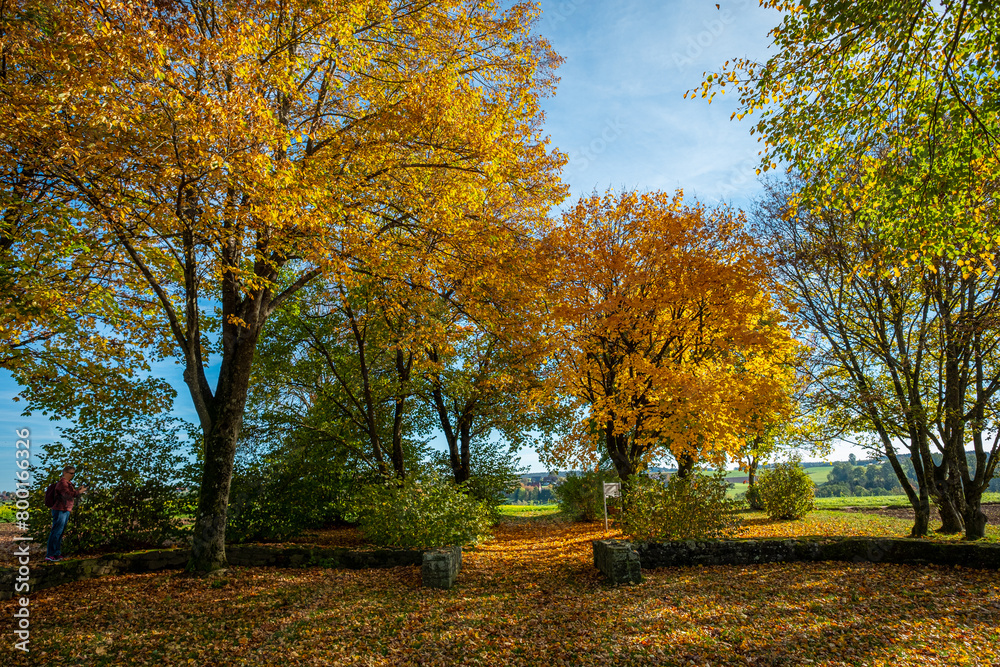 Golden yellow leaves in autumn trees scenery landscape Golden yellow leaves in autumn trees scenery landscape