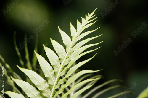 wild flower leaves isolated on a natural green background in Devon, UK