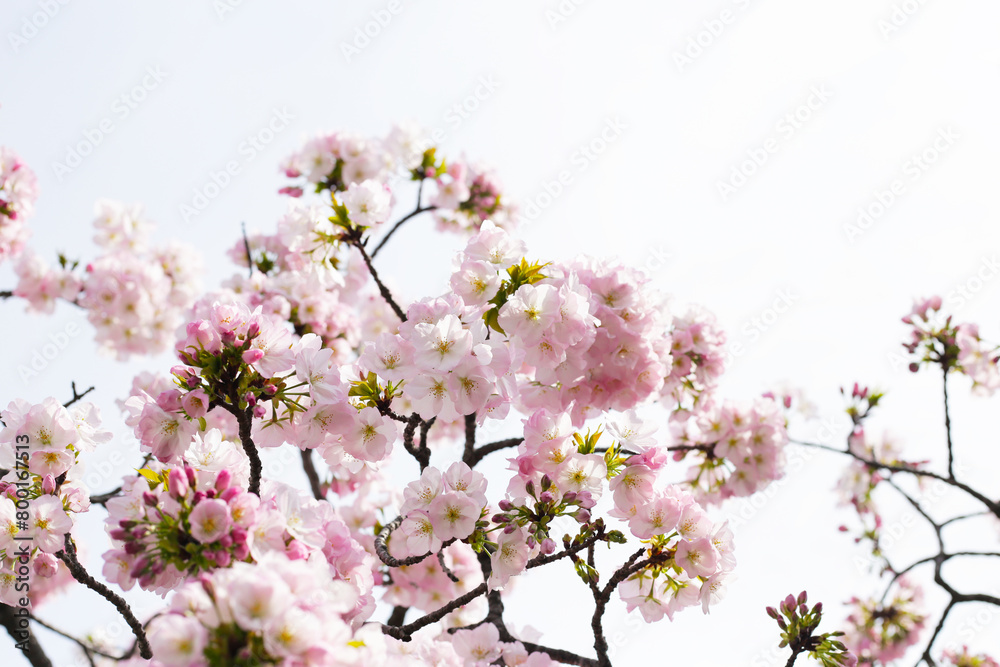 Branches of sakura flowers, cherry blossom Branches of sakura flowers, cherry blossom