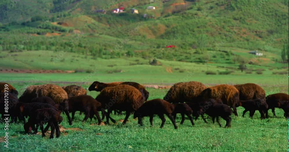 A flock of black sheep walks with their young A flock of black sheep walks with their young