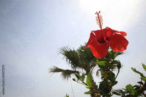 Hibiscus rosa-sinensis is a flowering plant known as Chinese hibiscus, China rose, Hawaiian hibiscus, rose mallow, shoeblack plant.