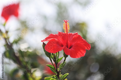 Hibiscus rosa-sinensis is a flowering plant known as Chinese hibiscus, China rose, Hawaiian hibiscus, rose mallow, shoeblack plant. photo