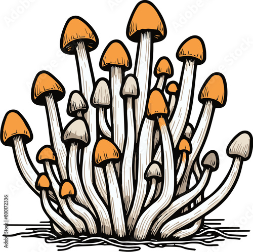 Engraving style illustration of a cluster of psilocybe mushrooms