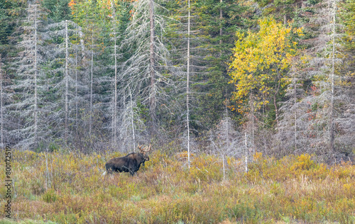 Bull Moose Alces alces strolling through a field in Algonquin Park, Canada in autumn