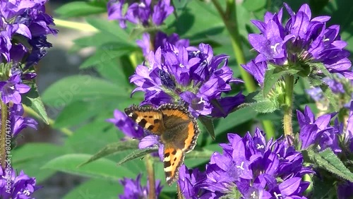 Butterfly Small tortoiseshell, Aglais urticae on violet flowers of Clustered bellflower, Campanula glomerata shaped like bells - close up shot. Topics: botany, beauty of nature, natural environment photo