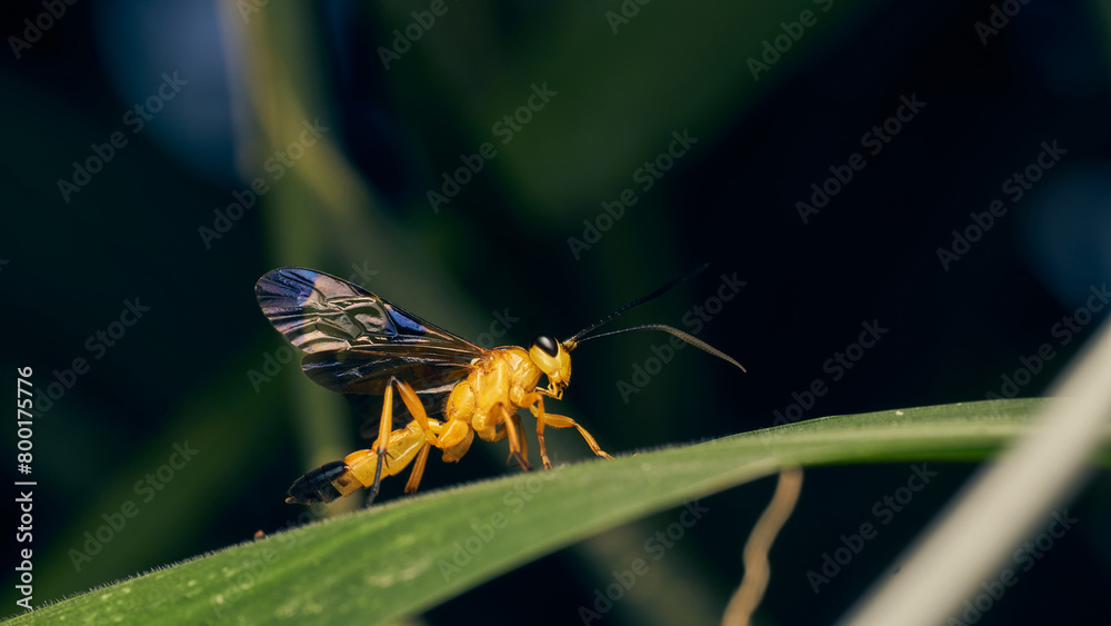 Details of a yellow wasp with blue wings perched on a grass. Joppa Details of a yellow wasp with blue wings perched on a grass. Joppa
