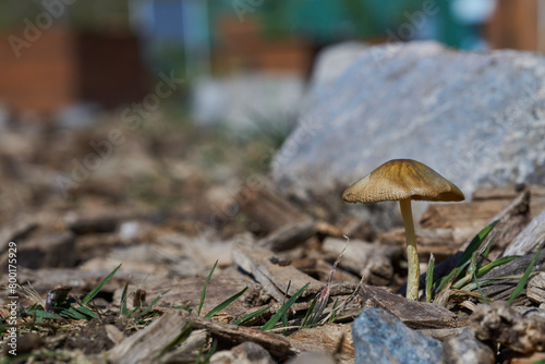 Details of a brown mushroom on a background of vegetation and stones