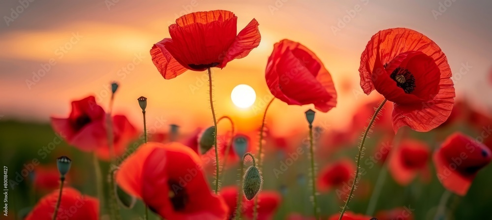 Obraz premium Tranquil sunset scenery with vibrant red poppy flowers blooming beautifully in the field