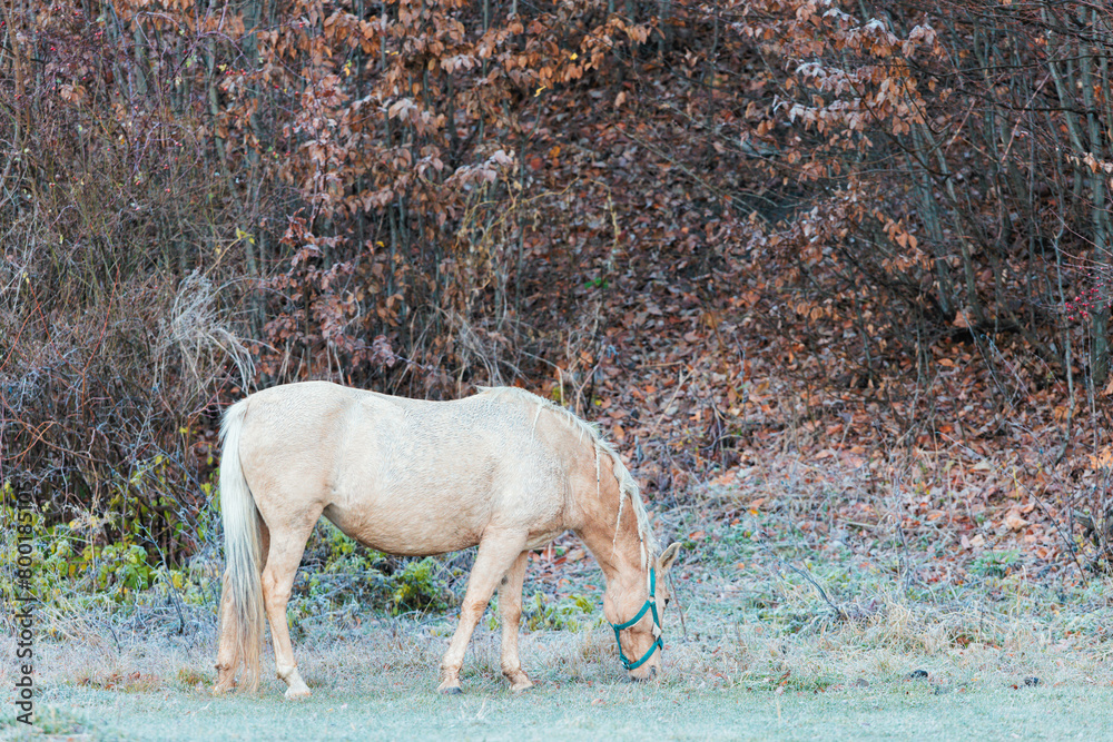A majestic white horse peacefully grazes in a lush field with tall trees in the background, creating a serene and magical scene A majestic white horse peacefully grazes in a lush field with tall trees in the background, creating a serene and magical scene