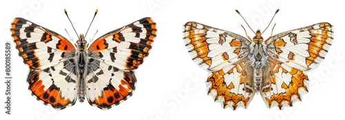 Set of butterflies on a transparent background.
