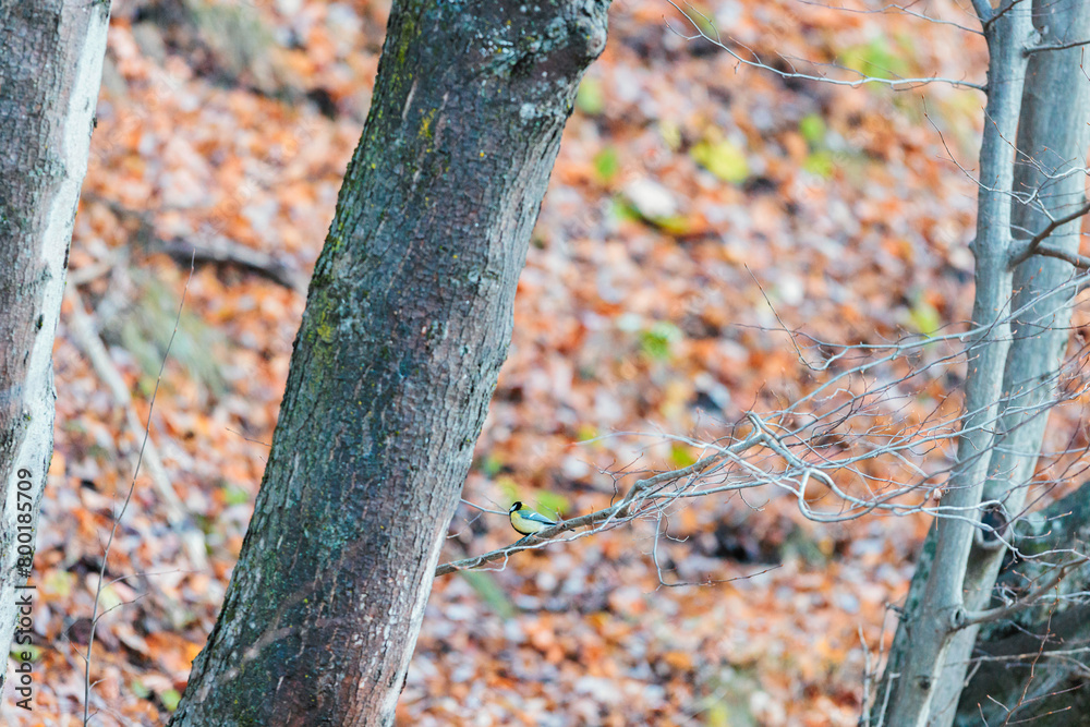 A colorful bird perches gracefully on a twisted tree branch in a lush, green forest setting A colorful bird perches gracefully on a twisted tree branch in a lush, green forest setting