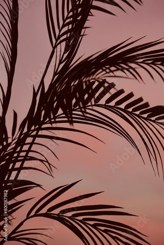 Close up silhouette palm tree leaves on pink sunset sky.