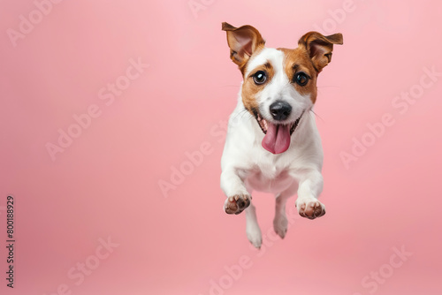 Active agile dog jumping high in the air on a pink color studio background. Young dog playing, flying. Cute Jack Russell Terrier looking happy isolated on colorful backdrop. Creative flyer for your ad