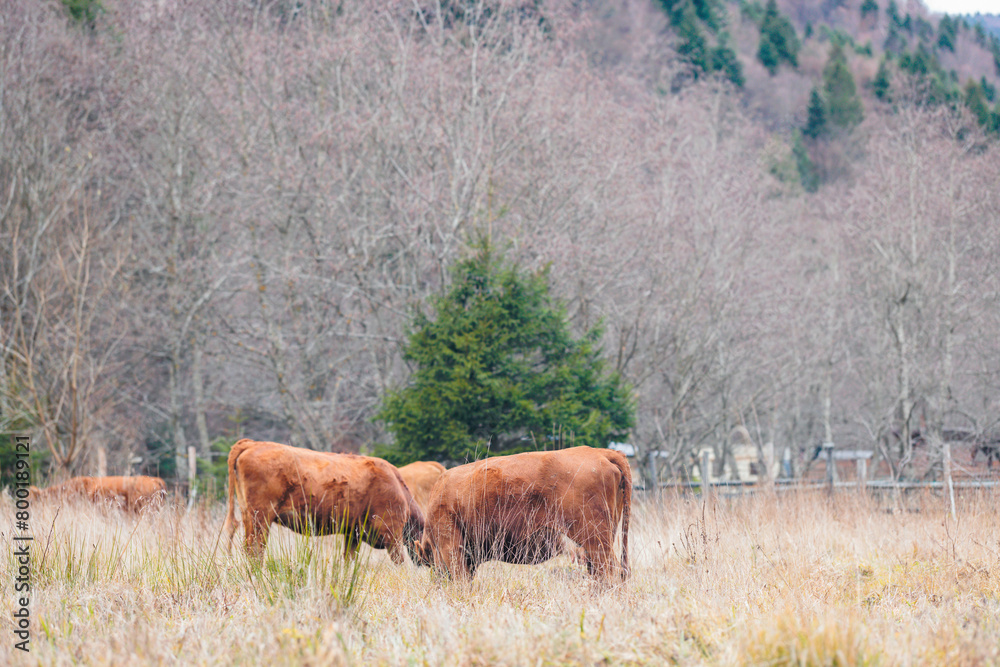 A magnificent herd of cattle standing gracefully on a lush, green grass covered field under the open sky A magnificent herd of cattle standing gracefully on a lush, green grass covered field under the open sky