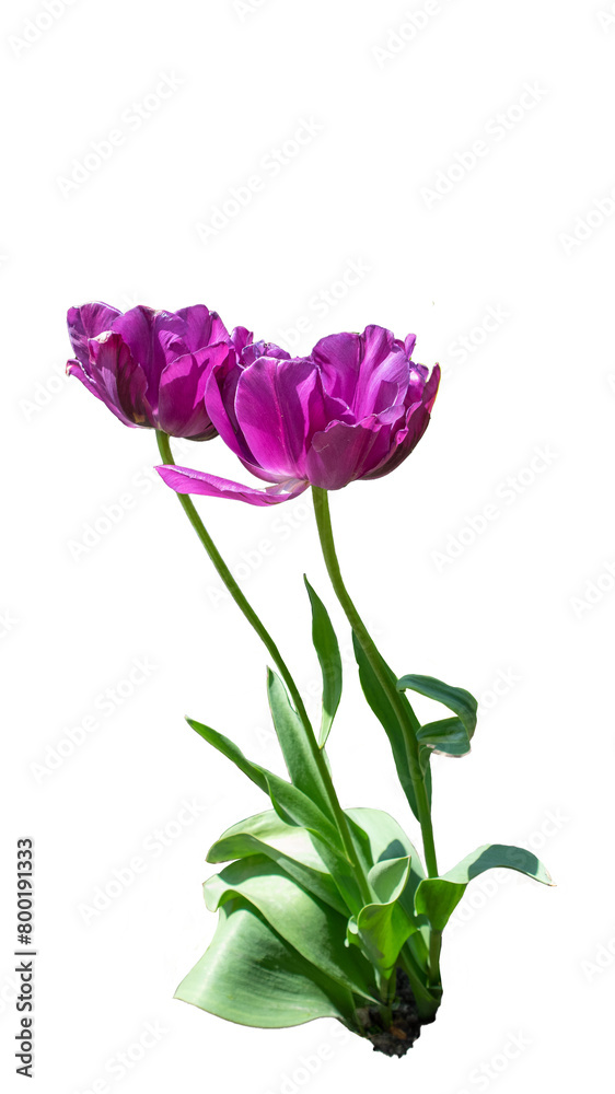 Tulpen - Transparent Tulpen - Transparent
