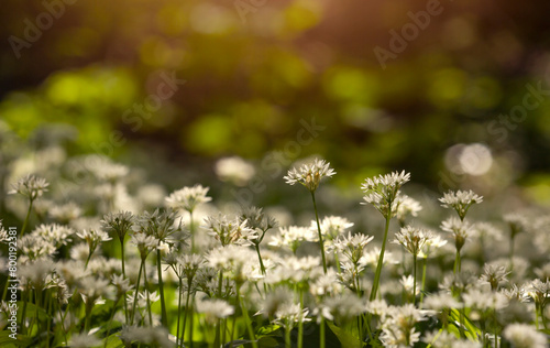 Wiosenne kwiaty - Czosnek Nied  wiedzi.   Allium ursinum. 