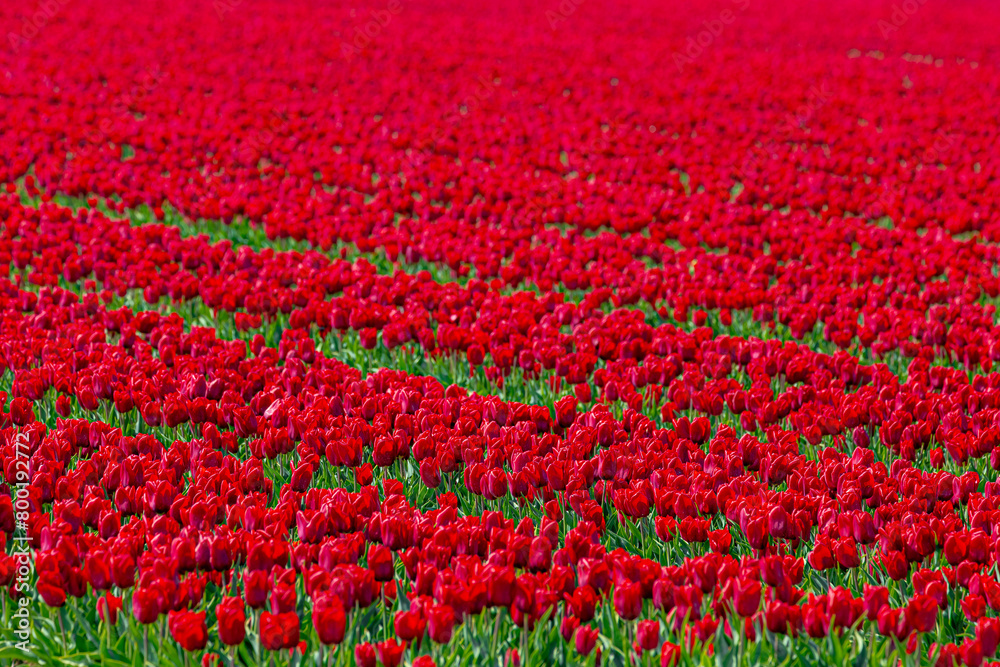 Row or line of red tulips flowers with green leaves on the field in countryside farm, Tulips are plants of the genus Tulipa, Spring-blooming perennial herbaceous bulbiferous geophytes, Netherlands.