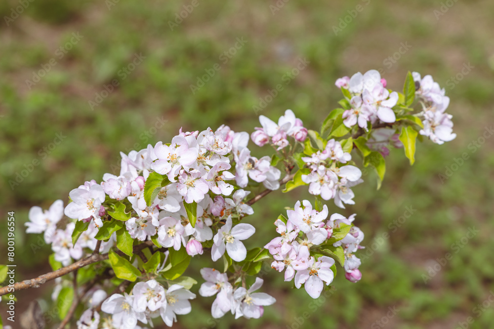 Blooming fruit trees in spring garden Blooming fruit trees in spring garden