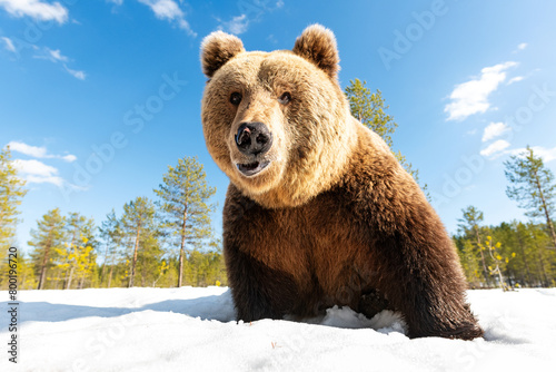 Big male brown bear closeup on snow
