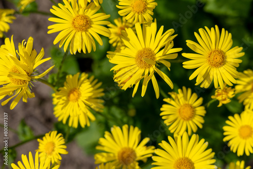 Yellow daisies in spring