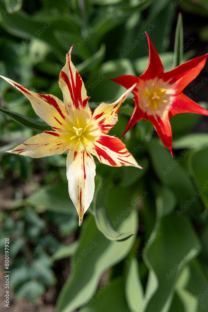 Red tulips in the spring park