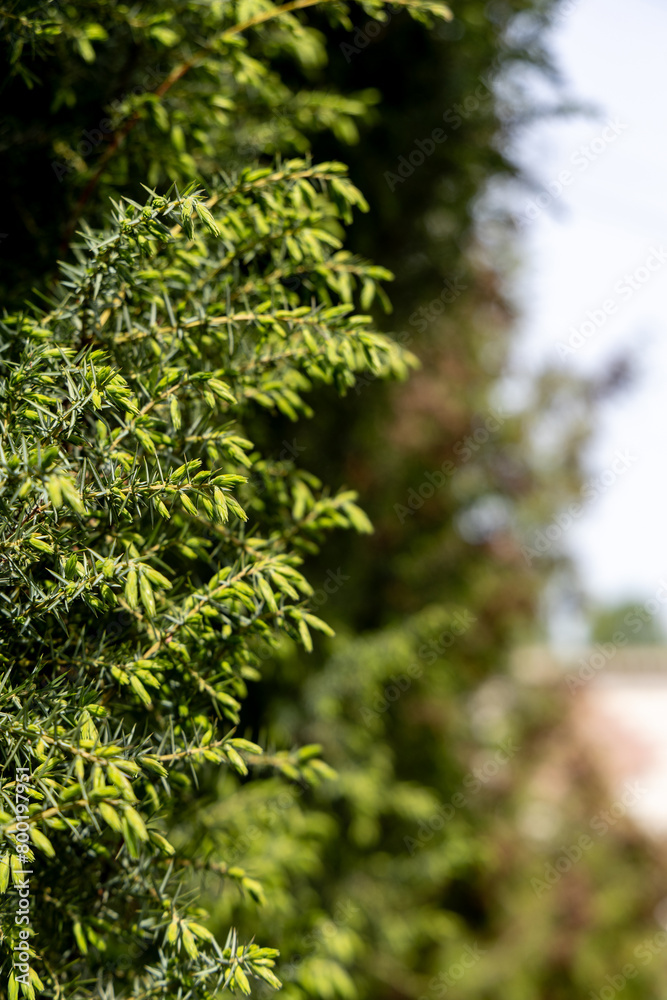 Green branches on an evergreen tree