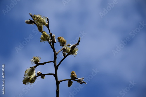 blooming willow in the spring against the background of the sky with clouds 