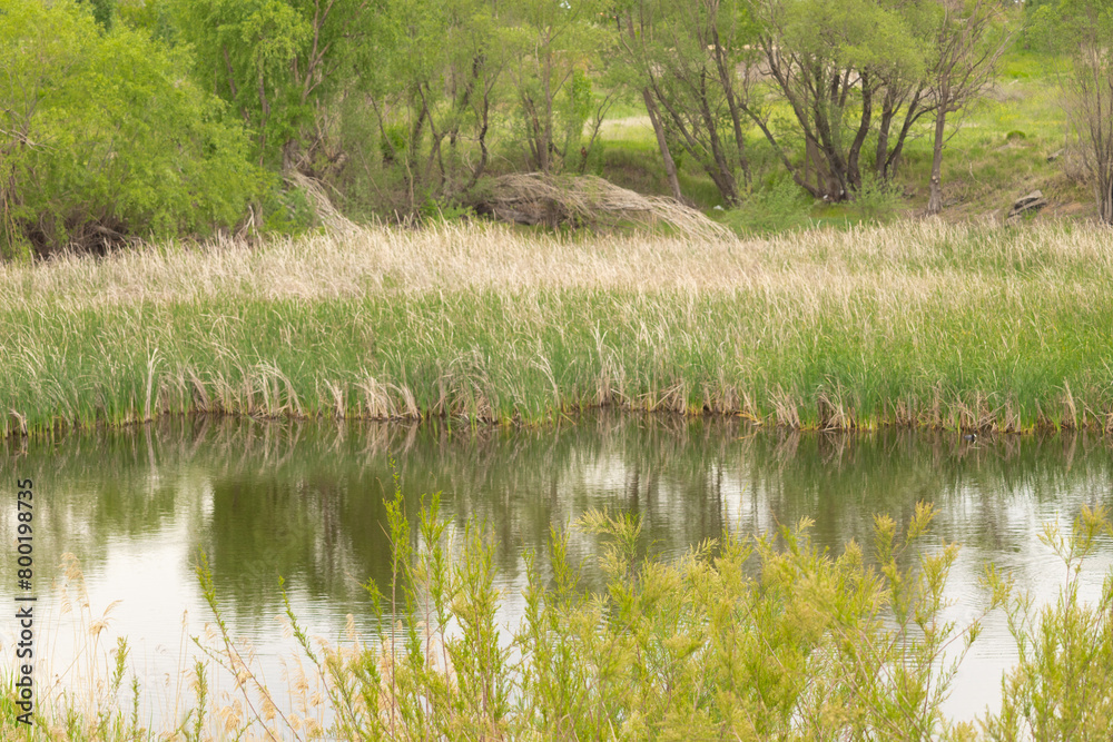 water, lake, nature, landscape, river, tree, forest, reflection, pond, green, grass, sky, park, trees, summer, spring, mirror, autumn, blue, shore, natural, swamp, outdoor, marsh