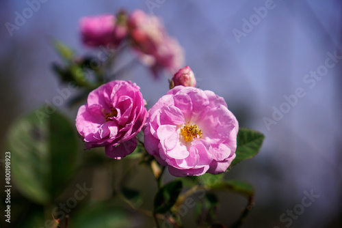 Blooming charming English rose John Clare bred by David Austin