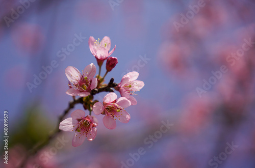 Close up photo of blooming cherry blossom in background of blue sky