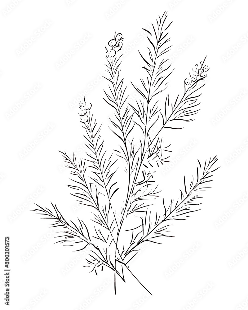 Spruce, Hand drawn wedding card Spruce, Hand drawn wedding card