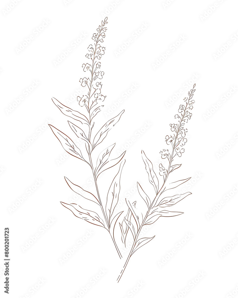 Vervain, Hand drawn wedding card Vervain, Hand drawn wedding card