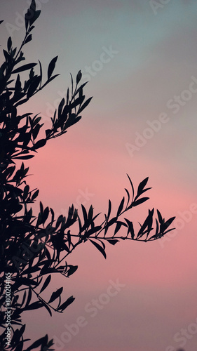 Close up branch of leaves on sunset pink sky background. 