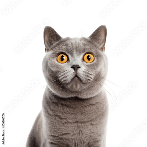 A gray cat with big yellow eyes is looking at the camera with a surprised expression.