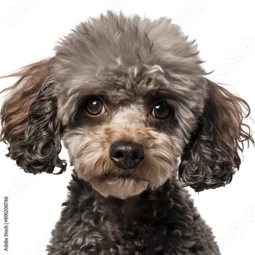 A gray toy poodle with a concerned look on its face. photo