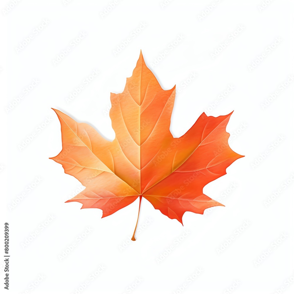 Obraz premium A crisp autumn maple leaf, its edges tinged with red and orange hues, isolated on a white background to capture the vibrant transition of seasons. cartoon drawing, water color style.