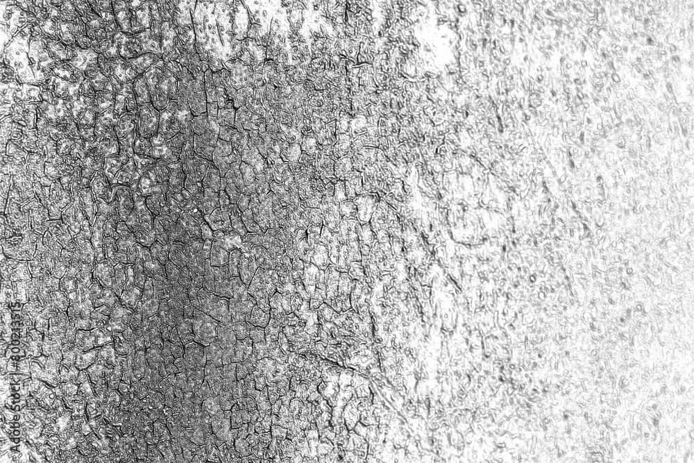 Obraz premium Cracked .plaster. Pencil sketch drawing illustration