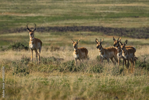 Small group of pronghorn bucks in the Smoke Creek Desert of Lassen County California  USA.