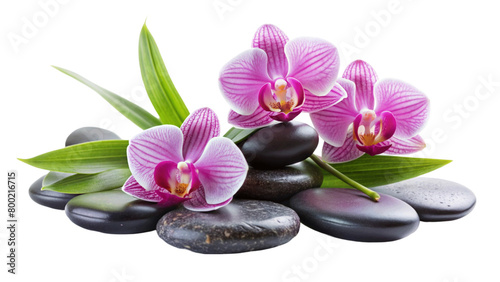 Three pink orchids and black stones close up. isolated on Transparent background.