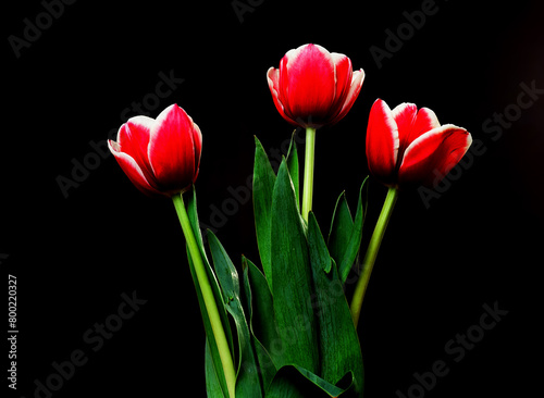 Crimson Tulip Macro
