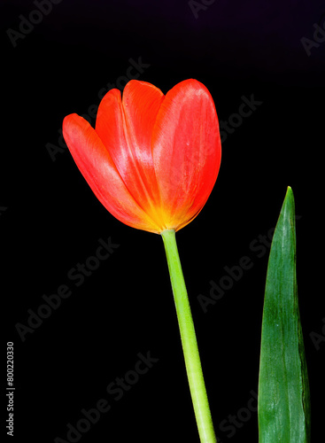 Crimson Tulip Macro