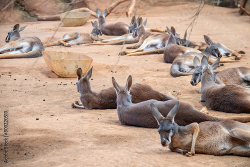 kangaroo outdoors in Brazil.