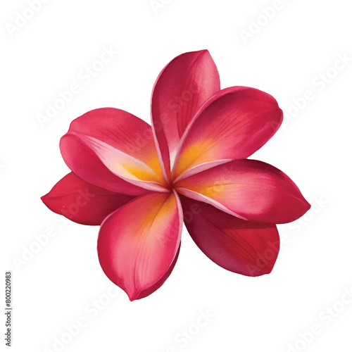 Watercolor Plumeria Flower
