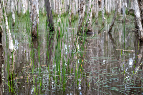 wetland ecosystem paperbark tree forest  swamp water reflections  rain environment nature  Australian natural lowland landscape