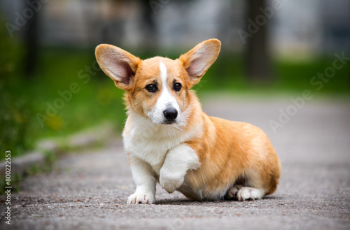 red corgi dog on a path in the park