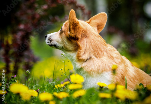 red corgi dog looks at dandelions in the park