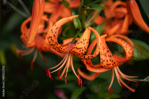 Calendula (tiger lily)