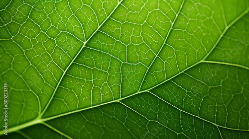 Texture of green leaves close-up