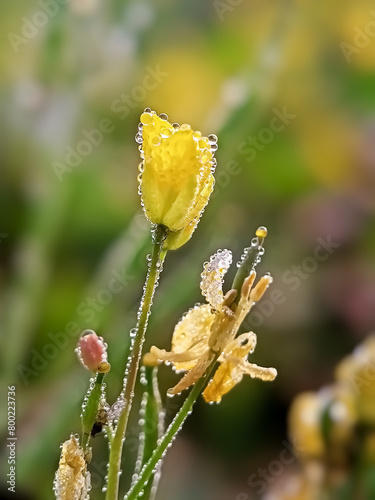 Small flowers with dew drops 