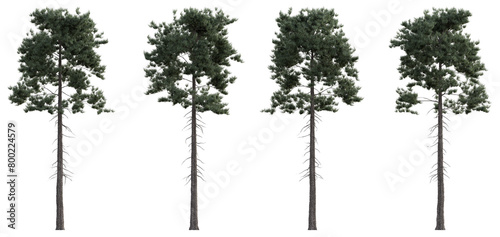 Evergreen pine coniferous tree 3D render overcast lighting on transparent background photo